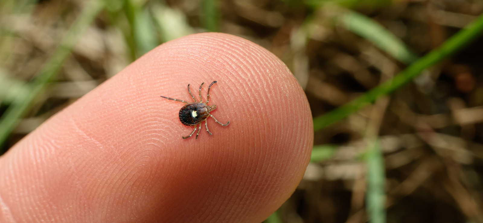 A photo of a tick on a person's finger.