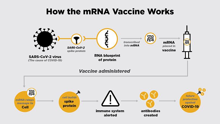 How the mRNA vaccine works