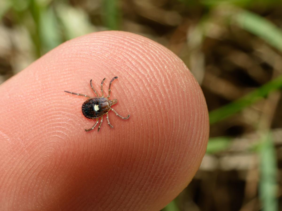A photo of a tick on a person's finger.