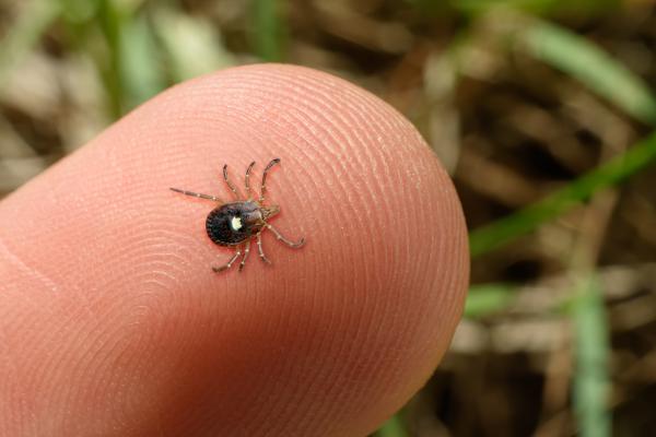 A photo of a tick on a person's finger.
