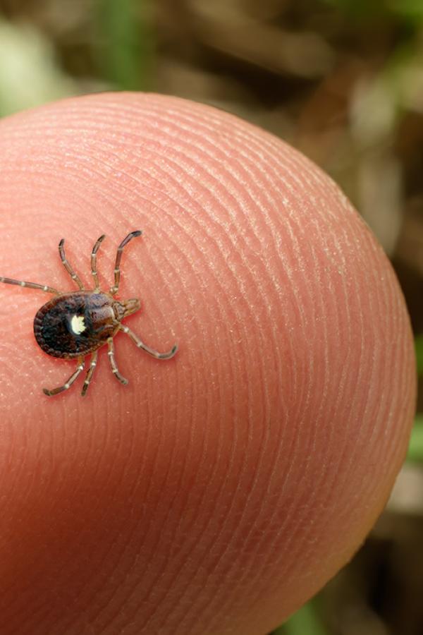 A photo of a tick on a person's finger.