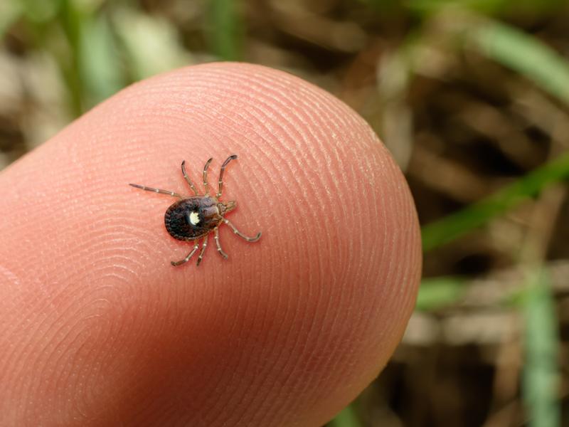 A photo of a tick on a person's finger.